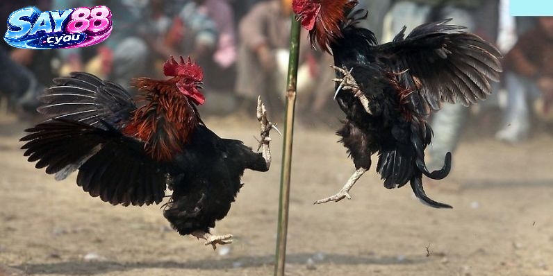 Khám Phá Sức Hấp Dẫn Của Đá Gà Say88