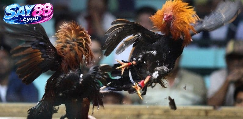 Vì Sao Nên Trải Nghiệm Đá Gà Say88?